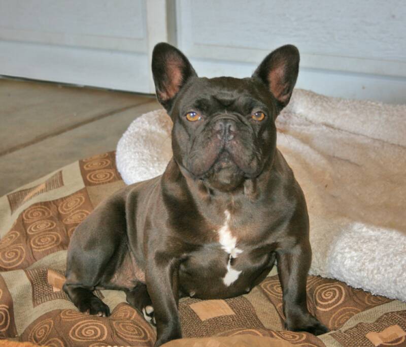 250 Frenchie ideas bulldog puppies, cute dogs, cute puppies